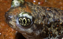 frogs 1278x1024 wallpaper 